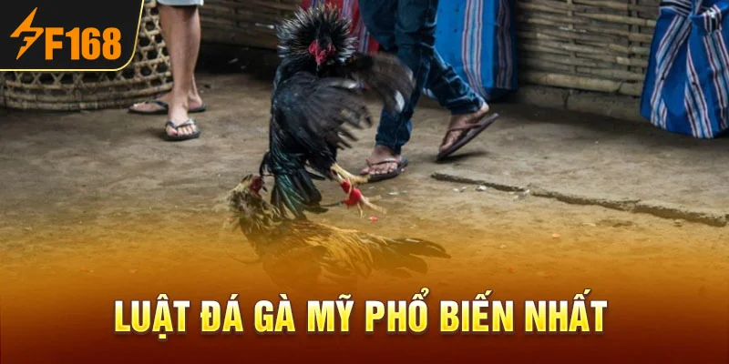Luật đá gà Mỹ phổ biến nhất